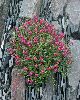 <em>Scutillaria suffrutescens</em> 'Texas Rose'